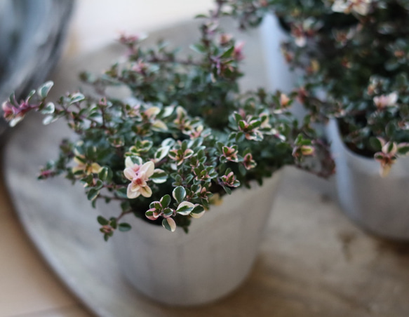 ピンクに色づいたフォックスリータイム　２ポットセット 3枚目の画像