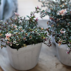 ピンクに色づいたフォックスリータイム　２ポットセット 4枚目の画像