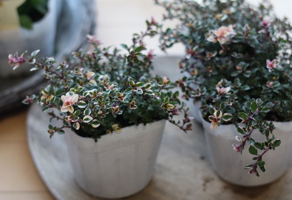 ピンクに色づいたフォックスリータイム　２ポットセット 4枚目の画像