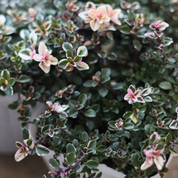 ピンクに色づいたフォックスリータイム　２ポットセット 2枚目の画像