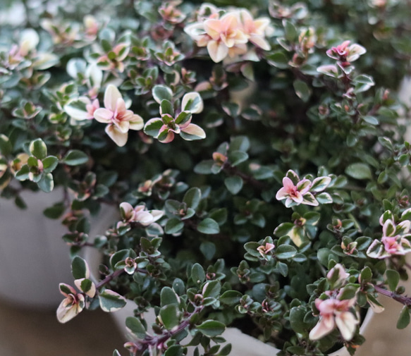 ピンクに色づいたフォックスリータイム　２ポットセット 2枚目の画像