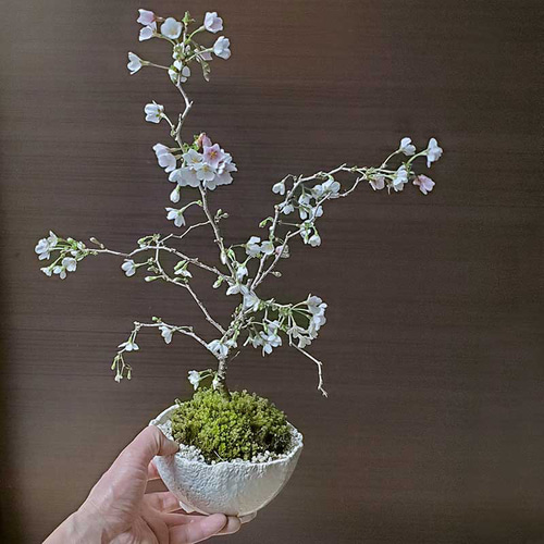 桜・・・そう聞くだけで心和む景色を貴方のもとへ 別名豆桜【富士桜