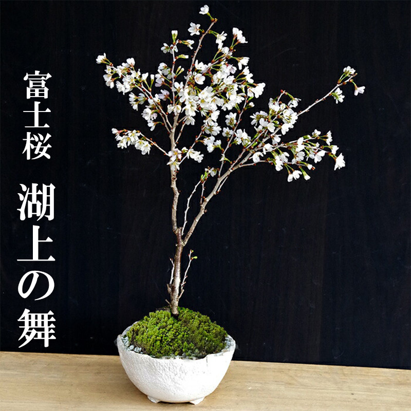 桜・・・そう聞くだけで心和む景色を貴方のもとへ　別名豆桜【富士桜・湖上の舞の盆栽　万古焼白深鉢 】