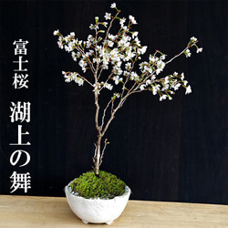 桜・・・そう聞くだけで心和む景色を貴方のもとへ 別名豆桜【富士桜