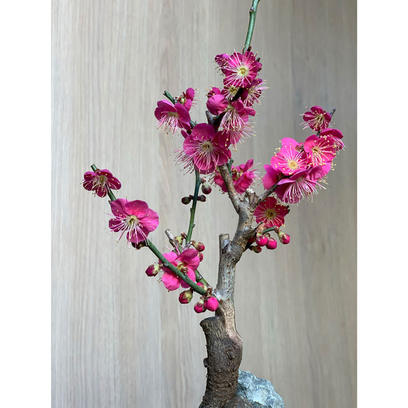 2024年開花終了。【紅梅盆栽 万古白深鉢三波石の飾り石付き】　盆栽 ぼんさい ボンサイ bonsai 5枚目の画像