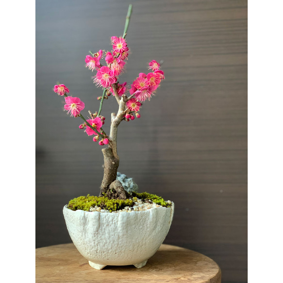 2024年開花終了。【紅梅盆栽 万古白深鉢三波石の飾り石付き】　盆栽 ぼんさい ボンサイ bonsai 9枚目の画像