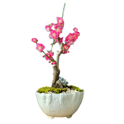 2024年開花終了。【紅梅盆栽 万古白深鉢三波石の飾り石付き】　盆栽 ぼんさい ボンサイ bonsai 12枚目の画像
