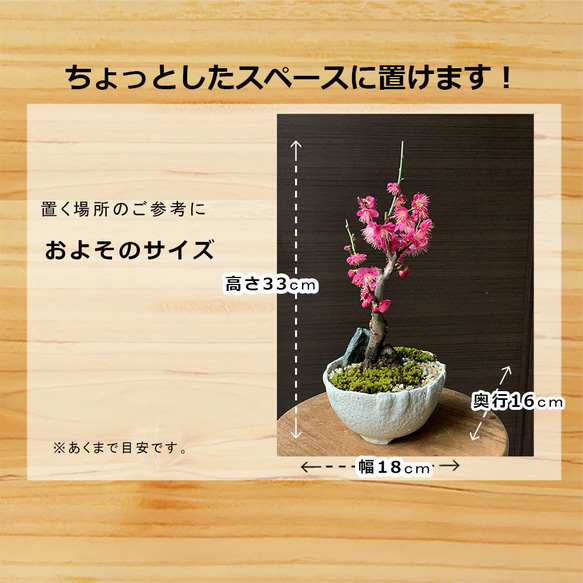 2024年開花終了。【紅梅盆栽 万古白深鉢三波石の飾り石付き】　盆栽 ぼんさい ボンサイ bonsai 2枚目の画像