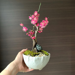 2024年開花終了。【紅梅盆栽 万古白深鉢三波石の飾り石付き】　盆栽 ぼんさい ボンサイ bonsai 7枚目の画像