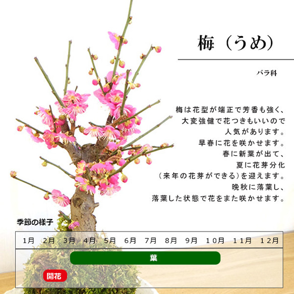 2024年開花終了。【紅梅盆栽 万古白深鉢三波石の飾り石付き】　盆栽 ぼんさい ボンサイ bonsai 3枚目の画像