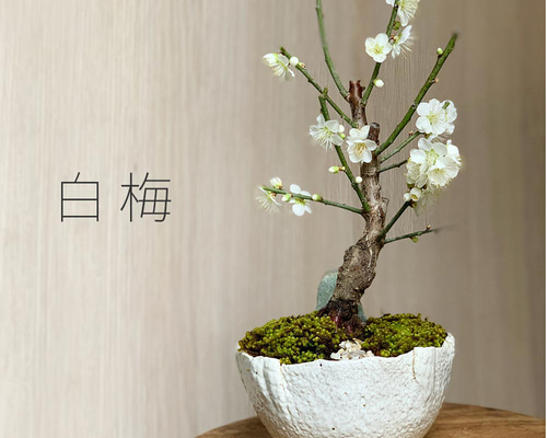白梅盆栽 万古白深鉢三波石飾り石付き】 盆栽 ぼんさい ボンサイ