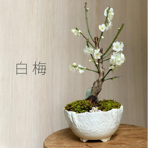 2025年開花終了】白梅盆栽 万古白深鉢三波石飾り石付き】 盆栽