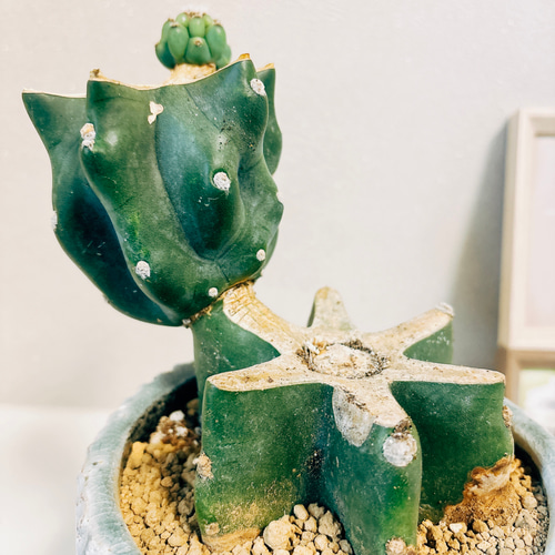 現品］柱サボテン 鬼面角 ブランチ 観葉植物 室内 おしゃれ 棘