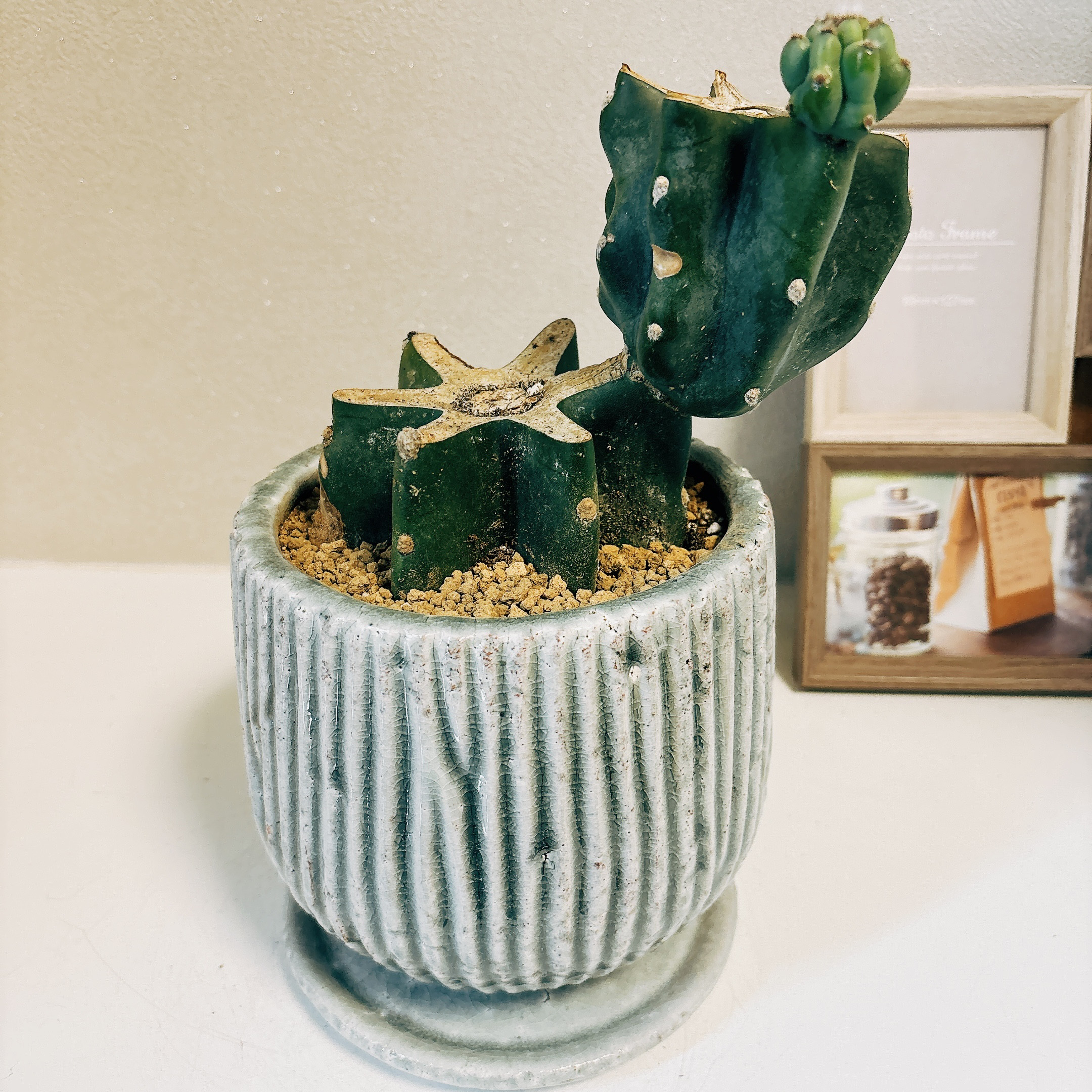 鬼面角　ファイバー鉢　お皿付き 柱サボテン