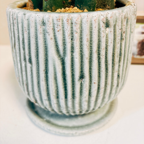 現品］柱サボテン 鬼面角 ブランチ 観葉植物 室内 おしゃれ 棘