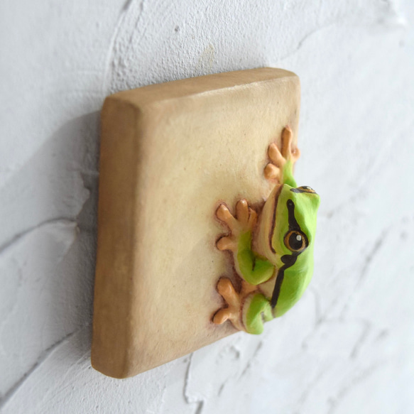 牆上有一隻日本樹蛙 第6張的照片