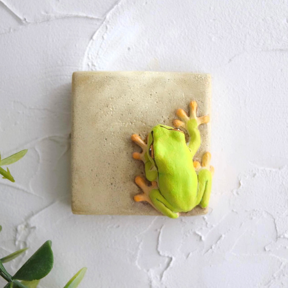 Frog on the wall 第1張的照片