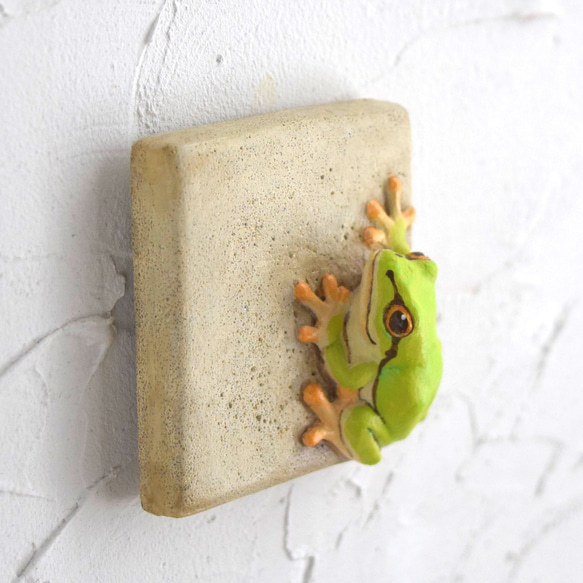 Frog on the wall 第2張的照片