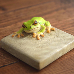 Frog on the wall 第5張的照片