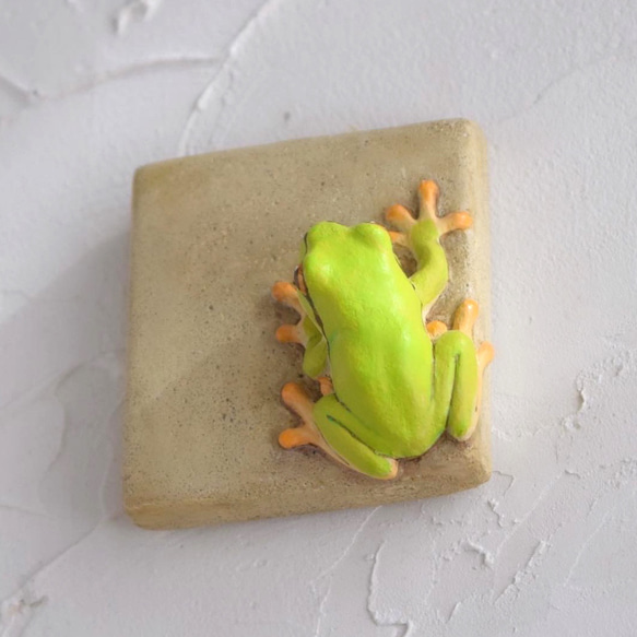 Frog on the wall 第4張的照片