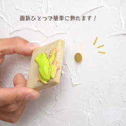 Frog on the wall 第3張的照片