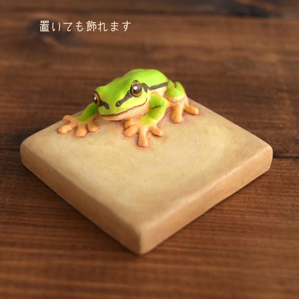 牆上有一隻日本樹蛙 第7張的照片