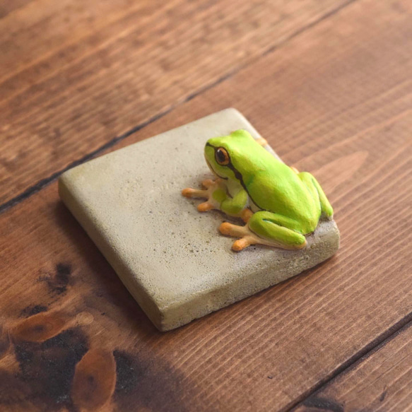 Frog on the wall 第6張的照片