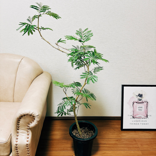 ［現品］5番　エバーフレッシュ　曲がり　8号　観葉植物　室内　大型　おしゃれ 観葉植物 本物 エバーフレッシュ 8号鉢 大型 室内用 インテリア