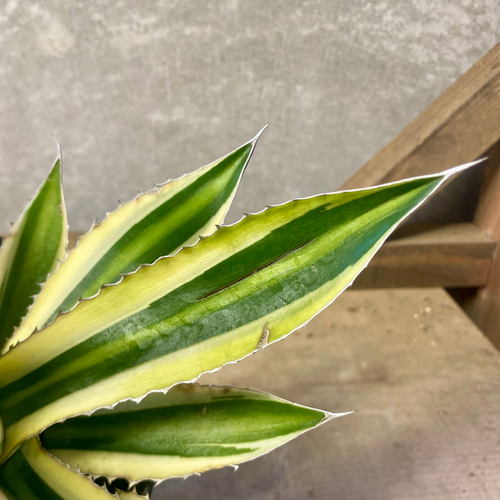 アガベ 五色万代 多肉植物 plant life 通販 17131684｜Creema(クリーマ