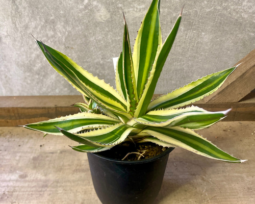 アガベ 五色万代　超レア株 アガベ 五色万代 多肉植物 plant life 通販 17131684｜Creema(クリーマ)