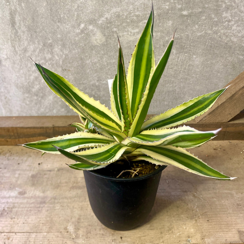 アガベ 五色万代 多肉植物 plant life 通販 17131684｜Creema(クリーマ)