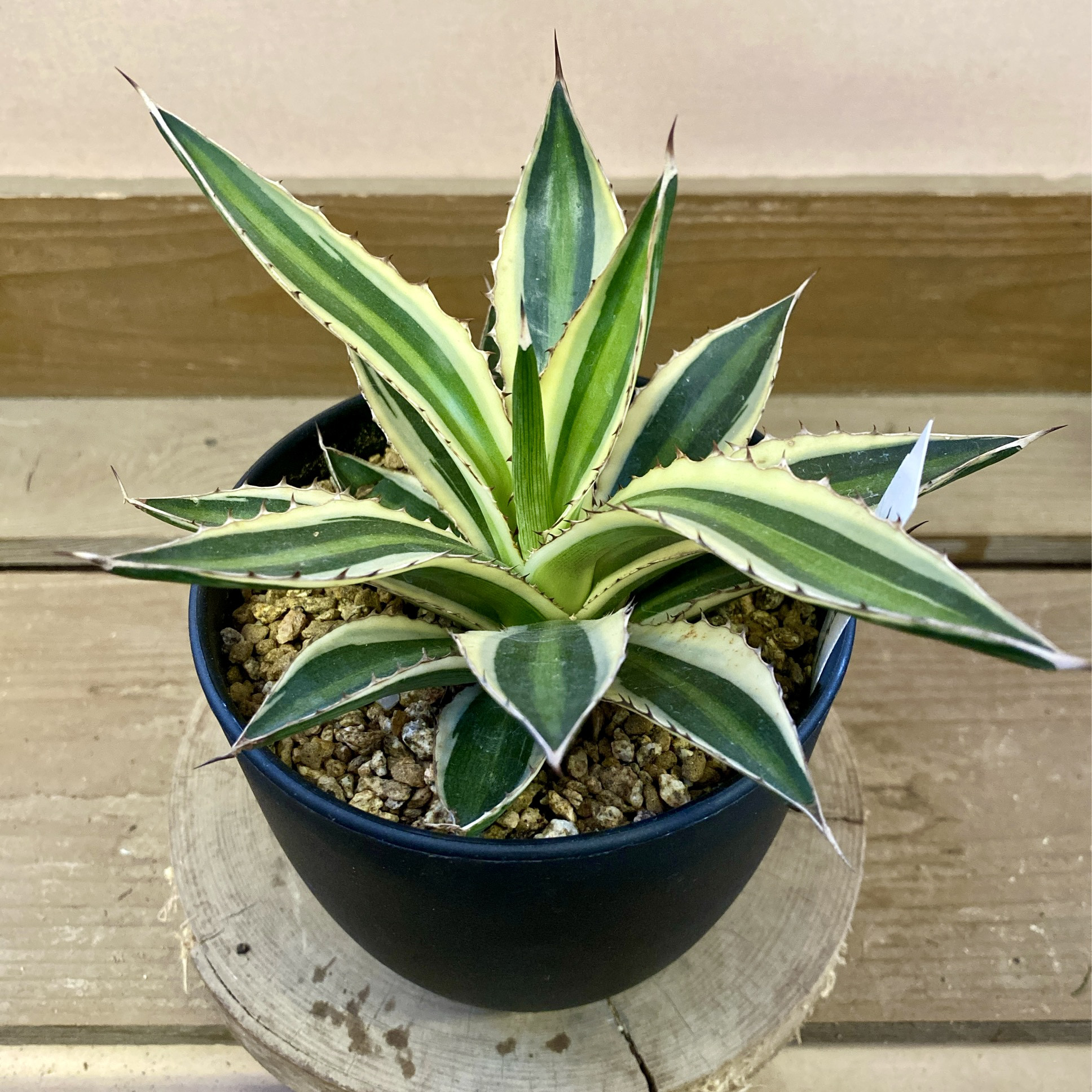 アガベ 五色万代 多肉植物 plant life 通販 17131684｜Creema