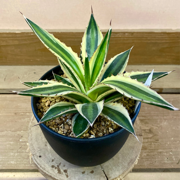 アガベ 五色万代 多肉植物 plant life 通販 17131684｜Creema