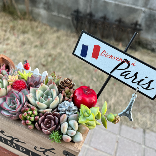 ★速達付き★♡そのまま飾れる♡リメイク鉢♬可愛い多肉植物寄せ植え♡ ピック付き♡ ☆送料無料☆♡そのまま飾れる♡木製鉢♬おしゃれ可愛い多肉植物寄せ