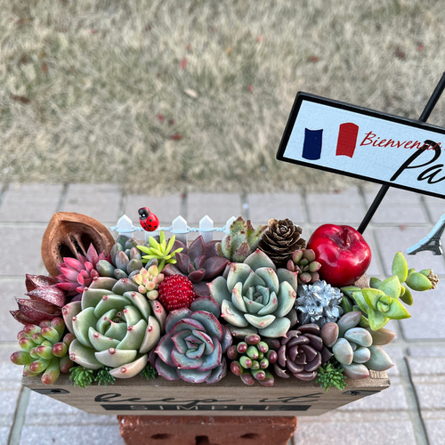 ①♥‬可愛い1寸鉢❤︎多肉植物❤︎ミニ寄せ植え❤︎そのまま飾れる❤︎ 多肉ガーデン鉢」に寄せ植え✨ ⁡ 前に作った鉢に扉をつけて、少し