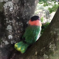 受注制作☆羊毛フェルトのスグロシロハラインコ 16枚目の画像