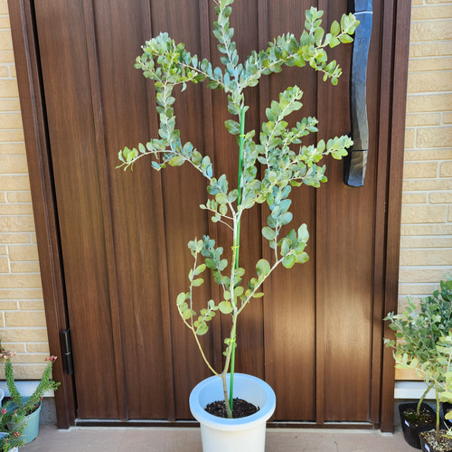 可愛い♪ パールアカシア 鉢植え ミモザ苗 オージープランツ