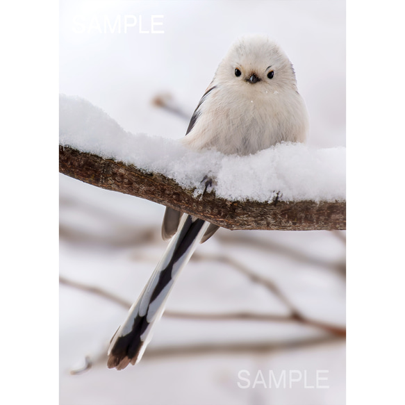 2L写真】キリッとシマエナガ・北海道野鳥フォト 写真