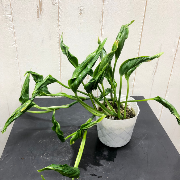 希少 テルノワールドシリーズ ポトス テルノ シャングリラ その他