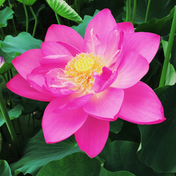 香りを愛でる【蓮】 5枚目の画像