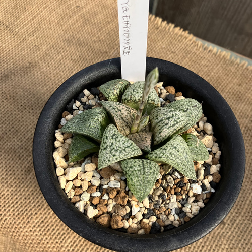 ハオルチア ピクタ Y氏モザイク実生 多肉植物 アルファガーデン