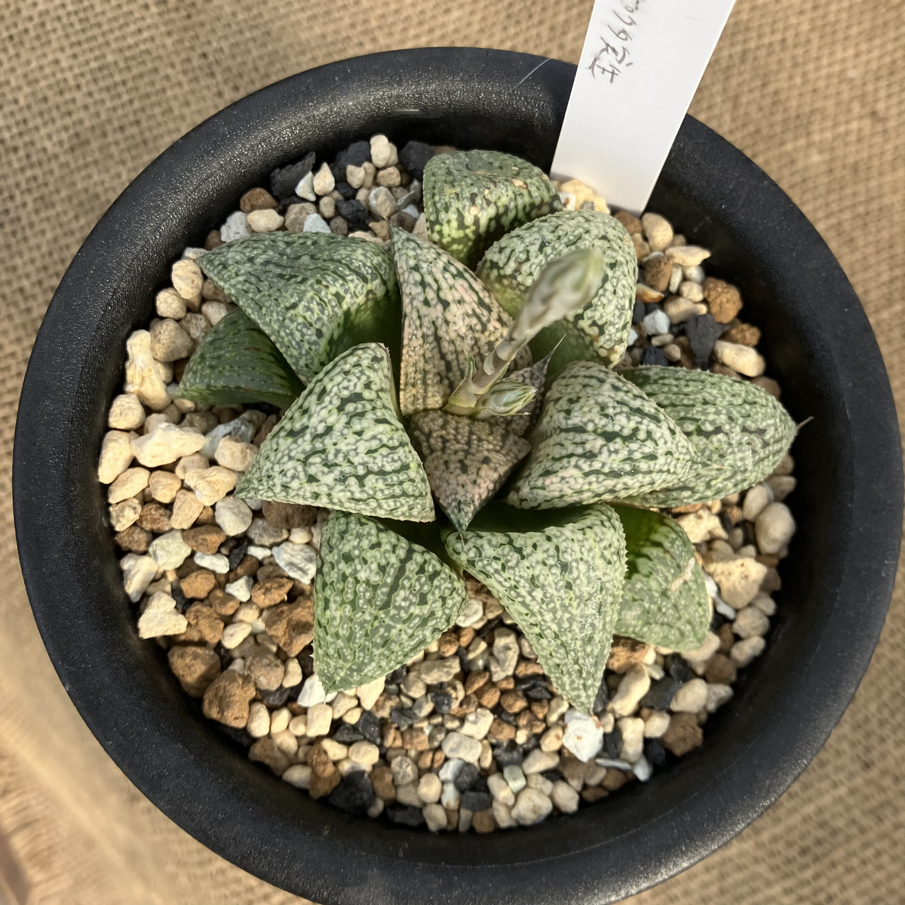 ピクタ銀河実生 黄金ノリ斑 多肉植物 ハオルチア アロエ 多肉植物：ハオルチア ピクタ 小葉緑*幅6.5cm 現品！一品限り