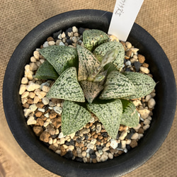 ハオルチア ピクタ「Ｙ氏」多肉植物 5cb97edf9f428a1b2dd9bdfe82ab11