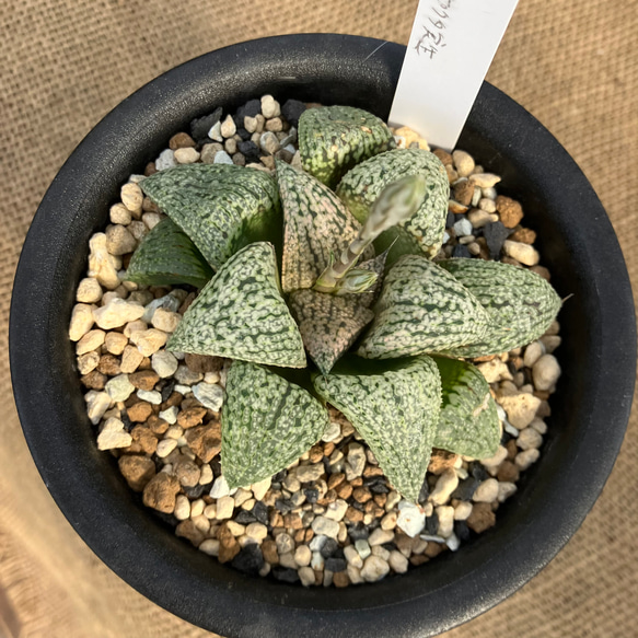 ハオルチア ピクタ Y氏モザイク実生 多肉植物 アルファガーデン 通販