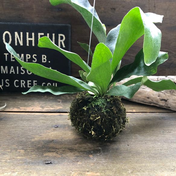 コウモリラン苔玉♡吊り下げフックつき♡観葉植物おしゃれ♡ 4枚目の画像