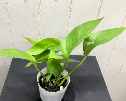 希少品種】ポトス テルノハピネス No.27 ① 希少品種】ポトス テルノ