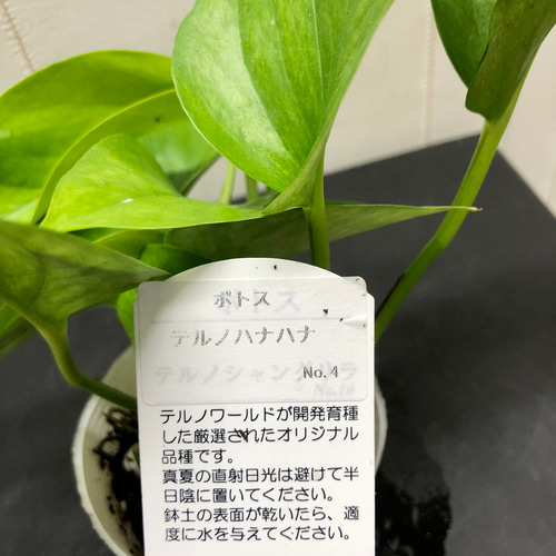 【希少品種】ポトス テルノハピネス No.27 ② 希少品種】ポトス テルノハピネス No.27 2節カット② 新種 ポトス