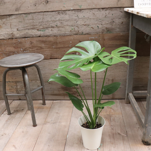 モンステラ♡6号♡観葉植物♡インテリア♡ガーデニング アートフラワー