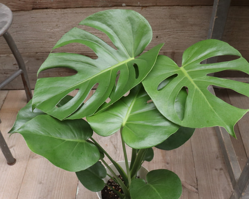 モンステラ♡6号♡観葉植物♡インテリア♡ガーデニング アート