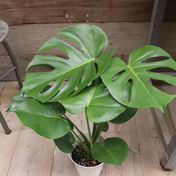 モンステラ♡6号♡観葉植物♡インテリア♡ガーデニング アート